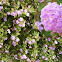 Lantana montevidensis