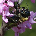 Eastern Carpenter Bee