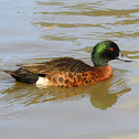 Chestnut teal