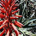 Krantz Aloe