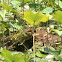 Common moorhen