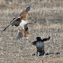Ferruginous Hawk