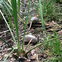 Armadillo