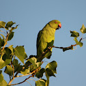 Rose-ringed Parakeet