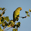 Rose-ringed Parakeet
