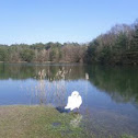Mute Swan