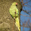 Indian ring neck