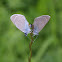 Mazarine Blue