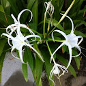 Beach Spider Lily