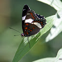 White Admiral