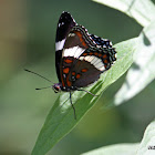 White Admiral