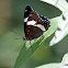 White Admiral
