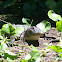 American Alligator