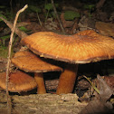 P. Delineata