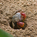 Mangrove crab
