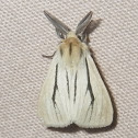 Streaked Ermine