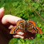 Marsh Fritillary