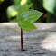 English Ivy