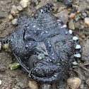 Juvenile Snapping Turtle