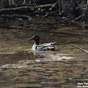 Eurasian Teal