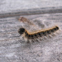 Eastern Tent Caterpillar