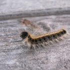 Eastern Tent Caterpillar