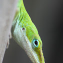 Carolina Anole