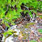 Garter Snake