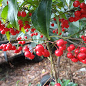 Coralberry