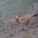 Beaver