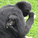 Black-headed Spider Monkey