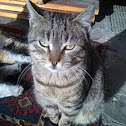 Feral Cat