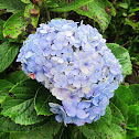 Hydrangea