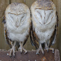 Barn Owl