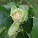 Tulip Blossom