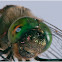 Somatochlora metallica