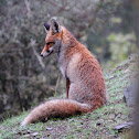Red Fox, Zorro común