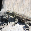 Side-blotched Lizard