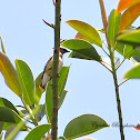 Cedar Waxwing