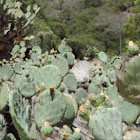 Prickly pear