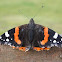 Red Admiral