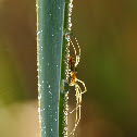 long jawed orb web spider