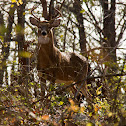 White Tailed Deer