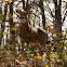 White Tailed Deer