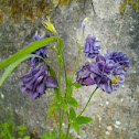 Aquilegia sp.