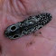 Eyed Click Beetle