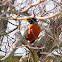 American Robin (male)