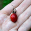 Rose hip