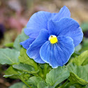 Pansy