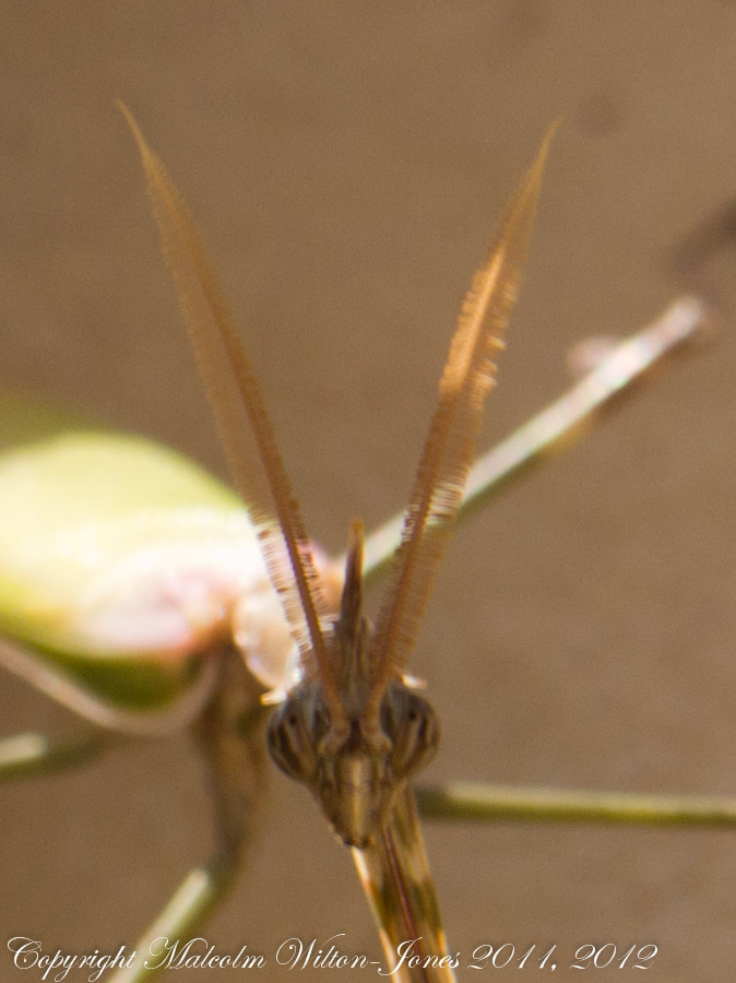 Cone-headed Mantis; Mantis Palo